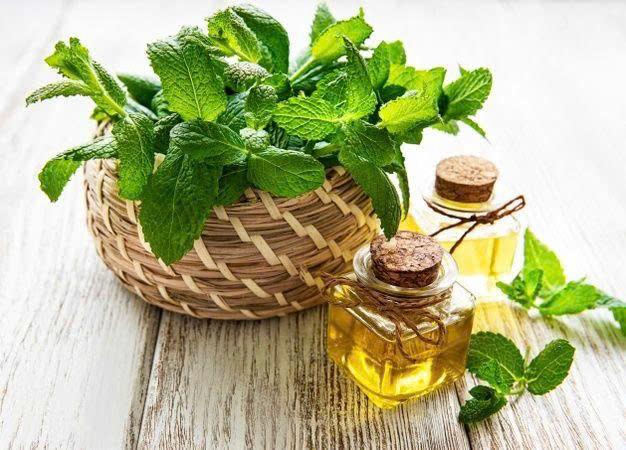 Tinh dầu bạc hà nguyên chất